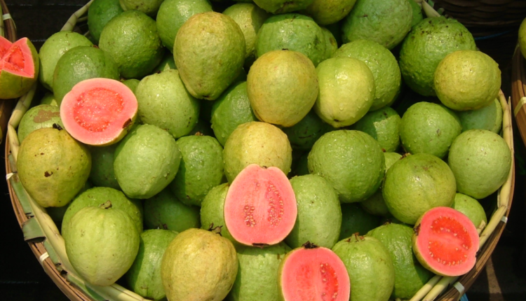 What is the math of profit and cost in the cultivation of pink Taiwan guava, know from expert Ashish Vijayvargiya