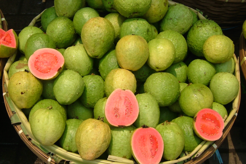 What is the math of profit and cost in the cultivation of pink Taiwan guava, know from expert Ashish Vijayvargiya
