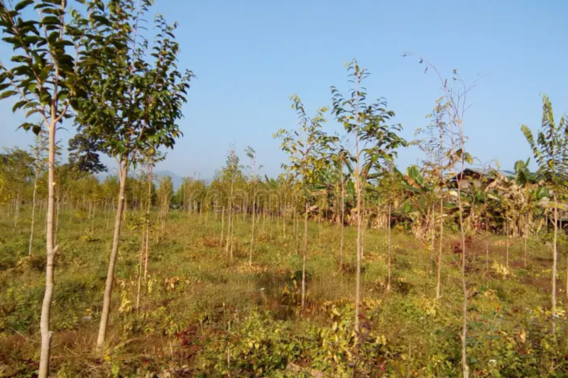 Left a job abroad and adopted modern farming: Read the success story of Naveen Mohan Rajvanshi
