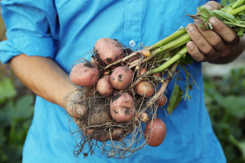 Tuber Crops Cultivation: Know information related to tuber crop cultivation and earn profit