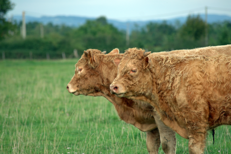 Cross breeding: A revolution in science that is changing the picture of farming