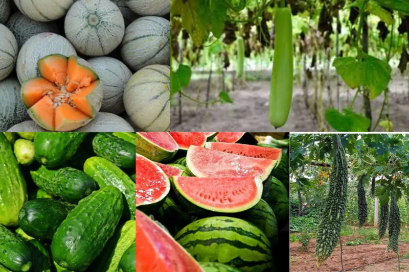 How to choose Zaid crop? Know about crop care and sowing from expert Vishuddhanand