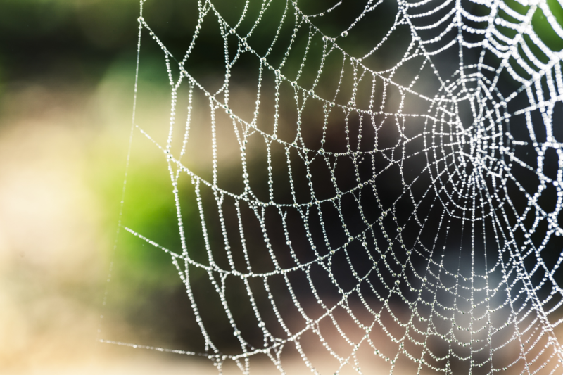 Importance of spiders in agriculture: Nature's Weapon for Farming