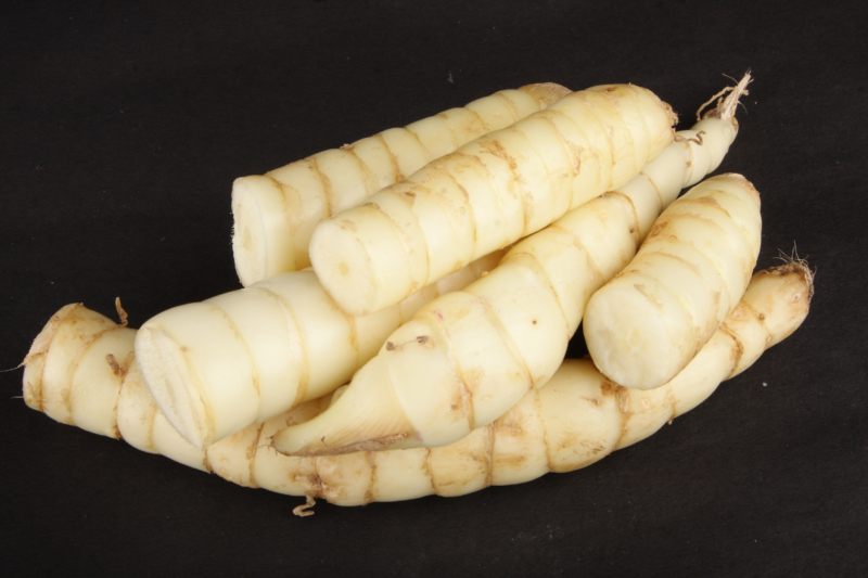 Arrowroot Cultivation: How can farmers benefit from the cultivation of tuber crop arrowroot?