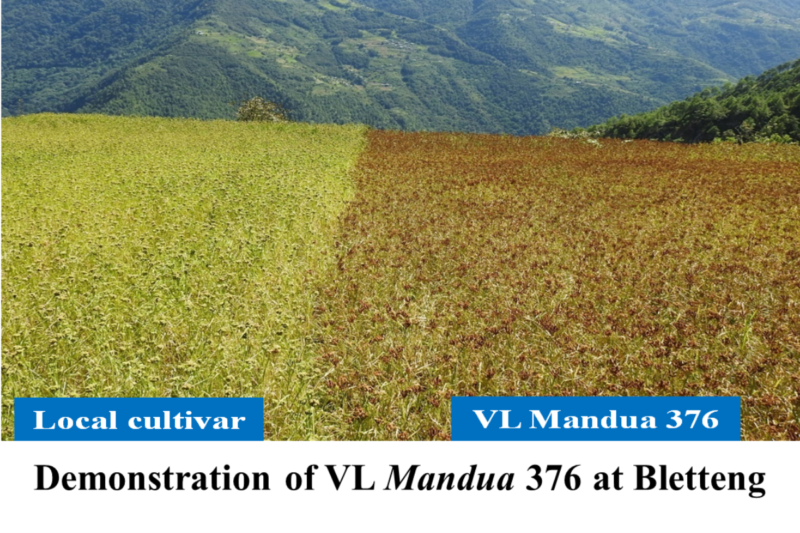 New variety of Ragi VL Mandua 376 in Tawang district of Arunachal Pradesh: Farmers are getting benefits from it