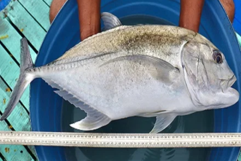 India’s success in Mariculture: ICAR-CMFRI achieves great success in breeding Giant Trevally fish