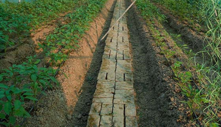 Organic Farming: Hemraj Prajapati changed the thinking of the village and his own fate through organic farming