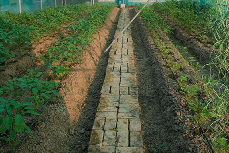 Organic Farming: Hitesh Kumari changed the thinking and life of women through organic farming