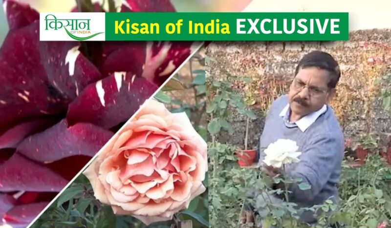 Rose Varieties: 150 varieties of roses grown on the roof, know the tips of Terrace Gardening from Anil Sharma