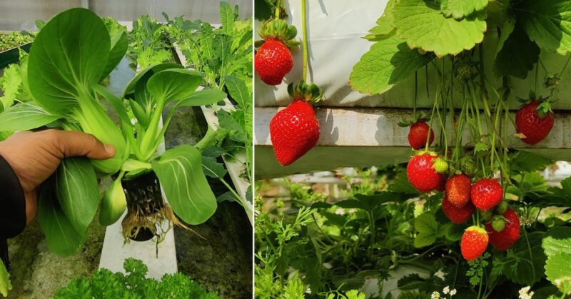 Vegetable Nursery Guide: How to prepare vegetable nursery and beds? Complete and easy information about management