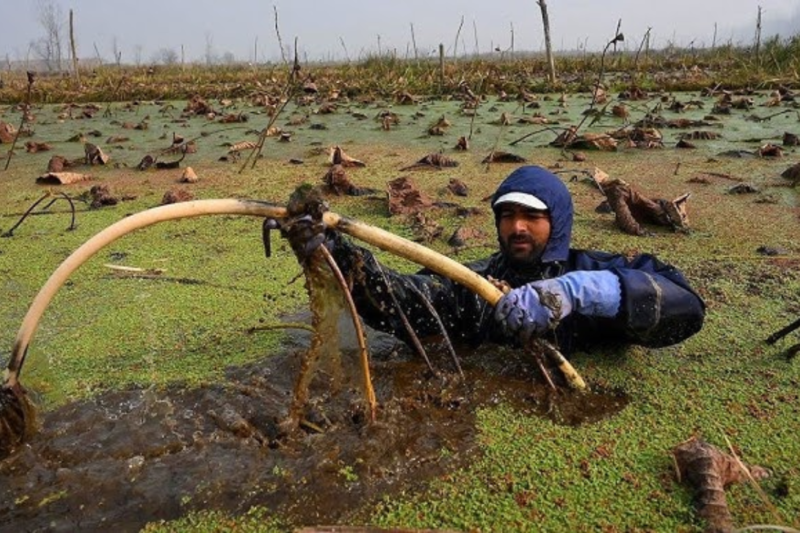 Nadru Ki Kheti: Know how Kashmiri farmers take out lotus cucumber by risking their lives in the icy lake