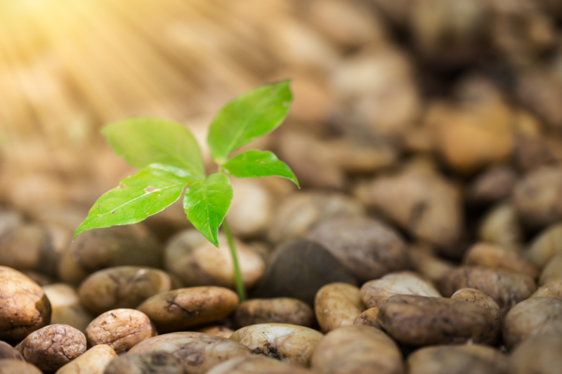 How Artificial Photosynthesis can Transform Agriculture ?