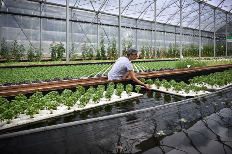 Aquaponics Technology: What is Aquaponics Technology? How to prepare Aquaponics Farming Setup
