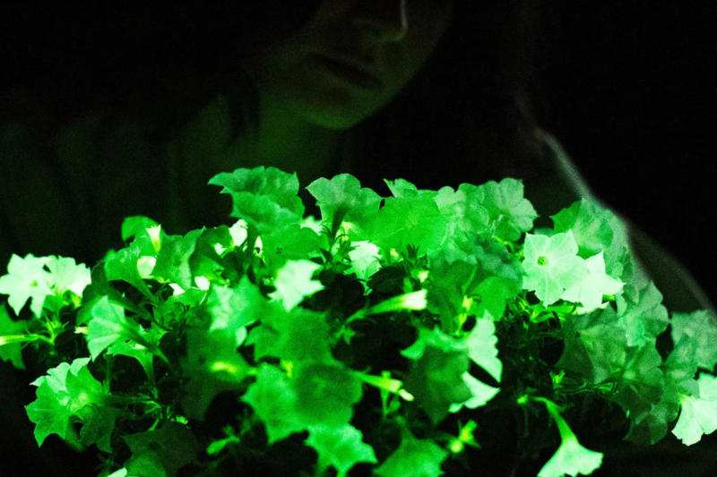 Climate-Adaptive Crops: Plants That Predict the Weather