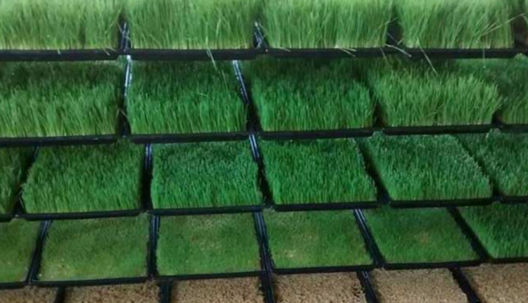 Greenhouse Farming Techniques: What is greenhouse farming? Know everything from subsidy to training
