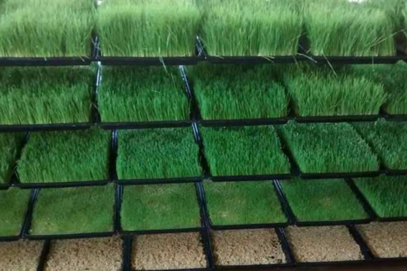 Greenhouse Farming Techniques: What is greenhouse farming? Know everything from subsidy to training