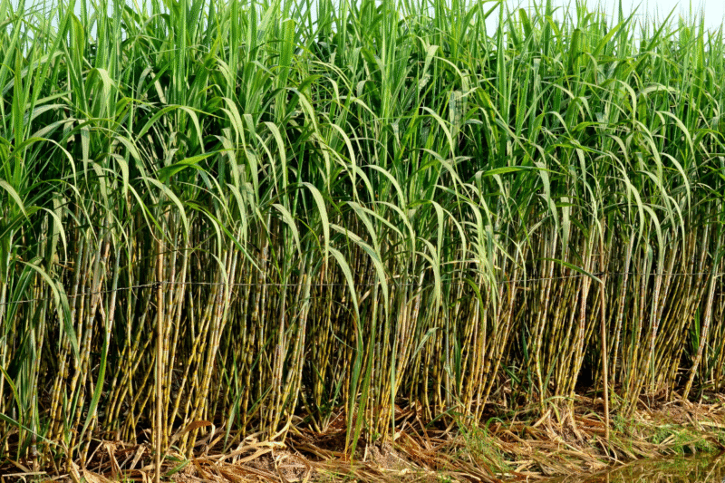 Left a job abroad and adopted modern farming, Read the success story of Naveen Mohan Rajvanshi