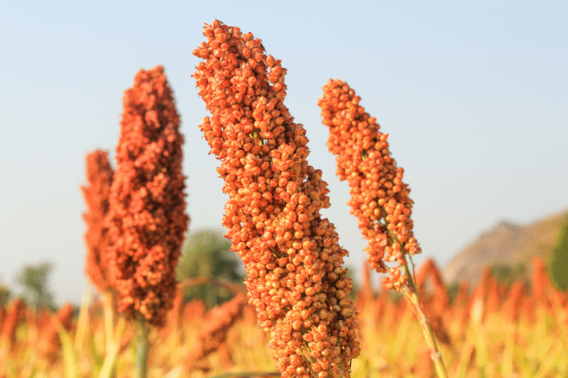 Jowar Crop: Get more profit at low cost by doing advanced farming of jowar crop, know complete information