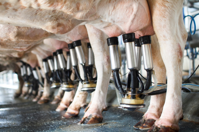 Clean Milk Production: There are challenges in clean milk production in India, know what are the solutions and important steps