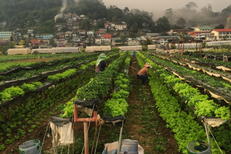 5 Organic Vegetables Indian Farmers Grow from Waste — And You Can Too