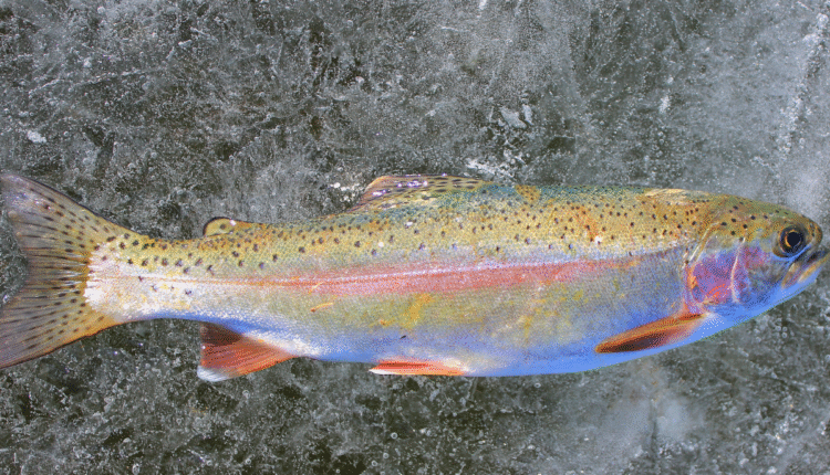Transfer of Rainbow Trout Fish Seed from Himachal Pradesh to Uttarakhand: New revolution in fisheries sector