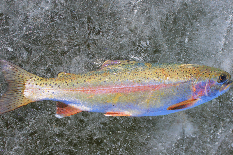 Transfer of Rainbow Trout Fish Seed from Himachal Pradesh to Uttarakhand: New revolution in fisheries sector