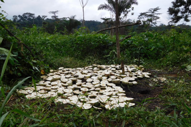 Mushroom Cultivation with Banana: Farmers can earn more profit by cultivating mushrooms with bananas