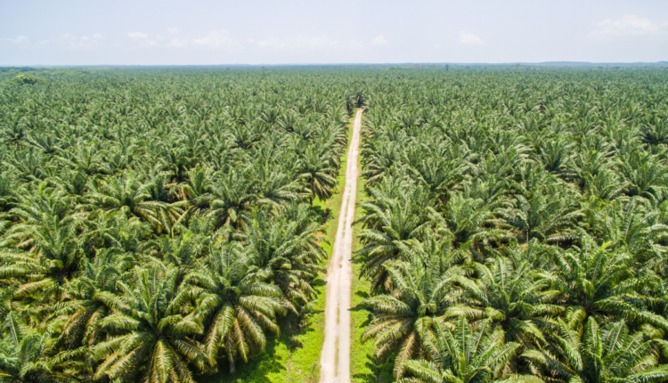 How Indian Farmers Are Growing Crops Despite Droughts and Floods