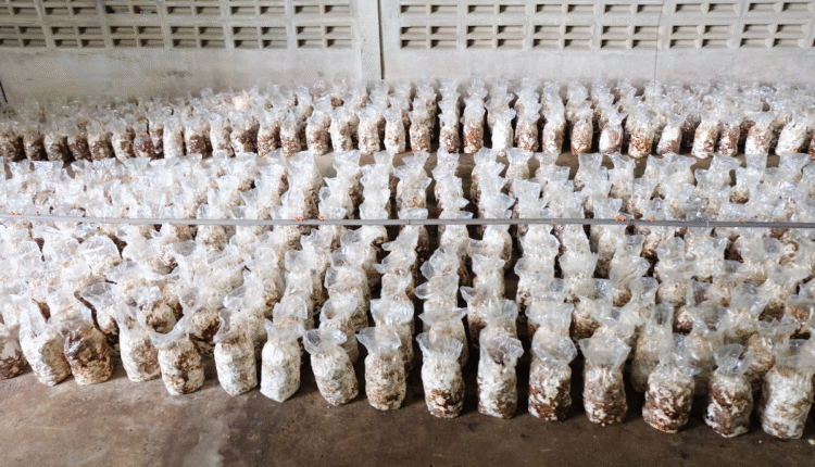 Mushroom Farming Business Plan: How to start mushroom farming and where is the market?