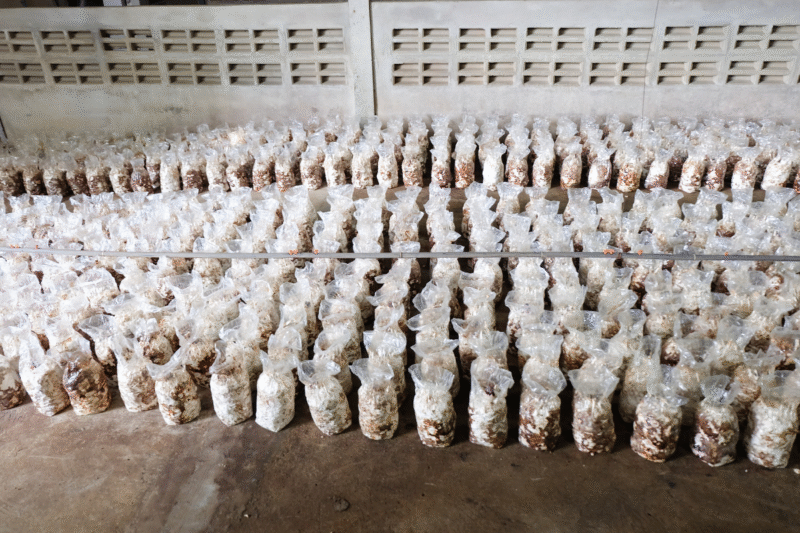 Mushroom Farming Business Plan: How to start mushroom farming and where is the market?