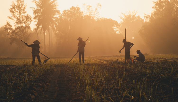 Why Mental Health Support Must Be a Priority for Indian Farmers