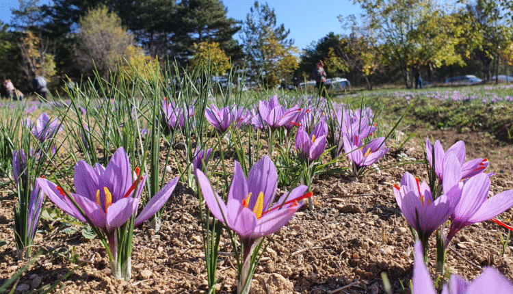 Saffron Farming Information Guide: Saffron cultivation techniques, which variety and which is real?
