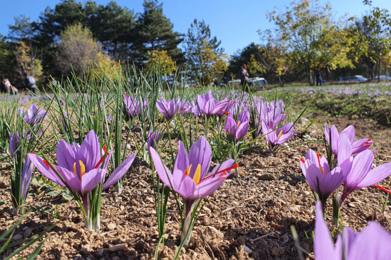 Saffron Farming Information Guide: Saffron cultivation techniques, which variety and which is real?