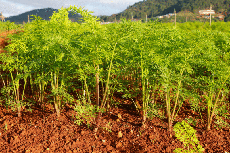 Read the inspirational story of successful carrot farmer Mohandeep Singh