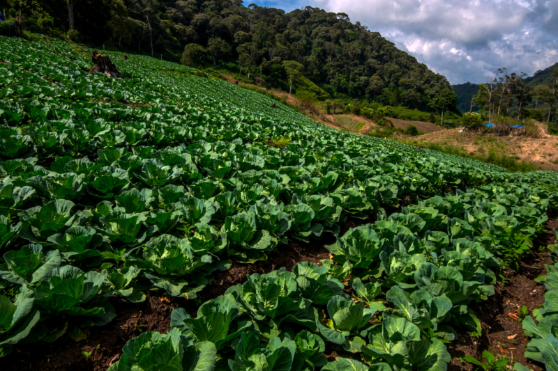 How Agri-tourism is Shaping India's Farms Sustainably ?