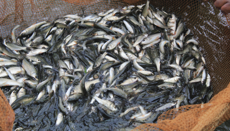 From Architect to Fish Farmer: How One Woman is Changing Aquaculture in India