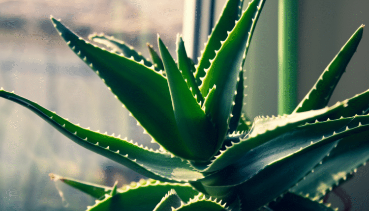 Turn Wasteland into Wealth: Start Aloe Vera Farming with Just 1 Acre