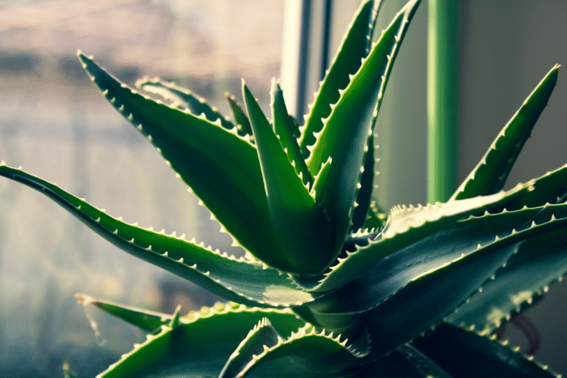 Turn Wasteland into Wealth: Start Aloe Vera Farming with Just 1 Acre