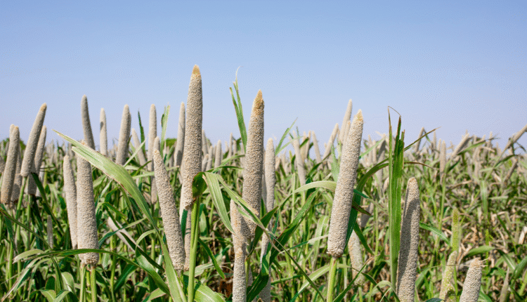 Pearl Farming Training: Training centers in the country for pearl farming, how much is the fee and know about government schemes in detail