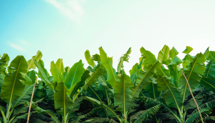Tissue Culture Technique: How Indrajit Singh Transformed Banana Farming