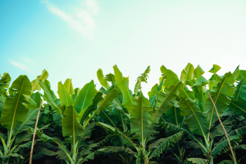Tissue Culture Technique: How Indrajit Singh Transformed Banana Farming