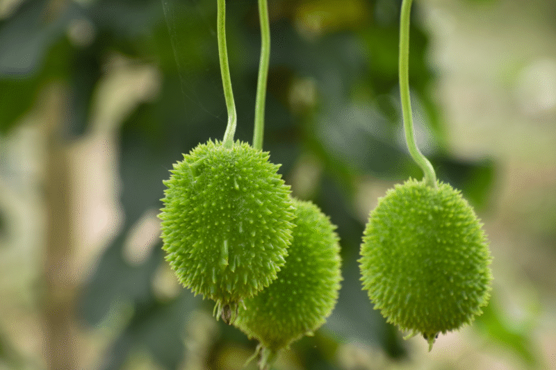 Kantola Ki Kheti: Kantola cultivation is becoming a new source of income for farmers, know how to cultivate it