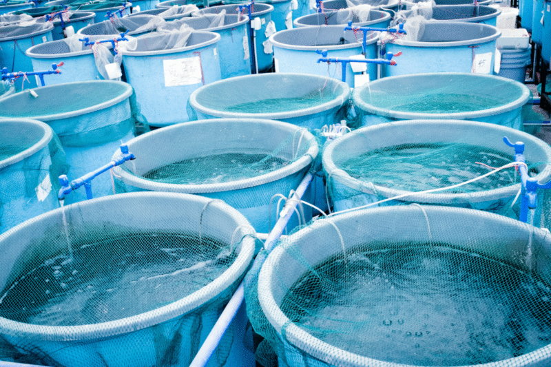 Promotion Of Salt Water Aquaculture: Promotion of Salt Water Aquaculture in North India, New Possibilities of Employment, Livelihood and Export