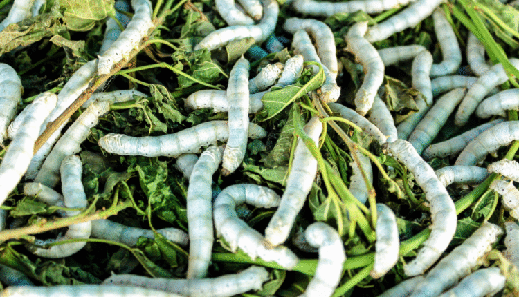 Sericulture: Know from Shabnam Javed how the silkworm industry is flourishing in Kashmir