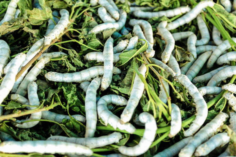 Sericulture: Know from Shabnam Javed how the silkworm industry is flourishing in Kashmir
