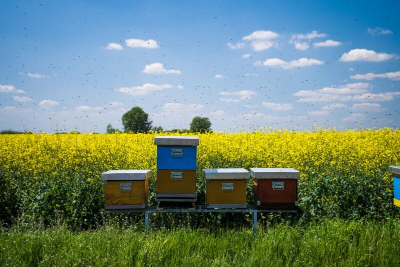 Is Apiculture Helping Pollination in India’s Fruit Belt? A Scientific Assessment for Indian Farmers
