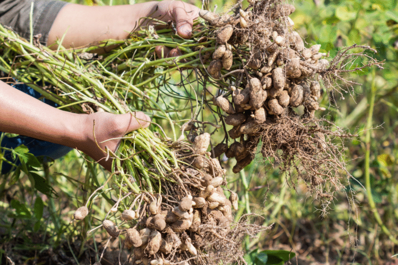 Narendra Singh Mehra, a farmer who inspires with his unique innovation in organic farming