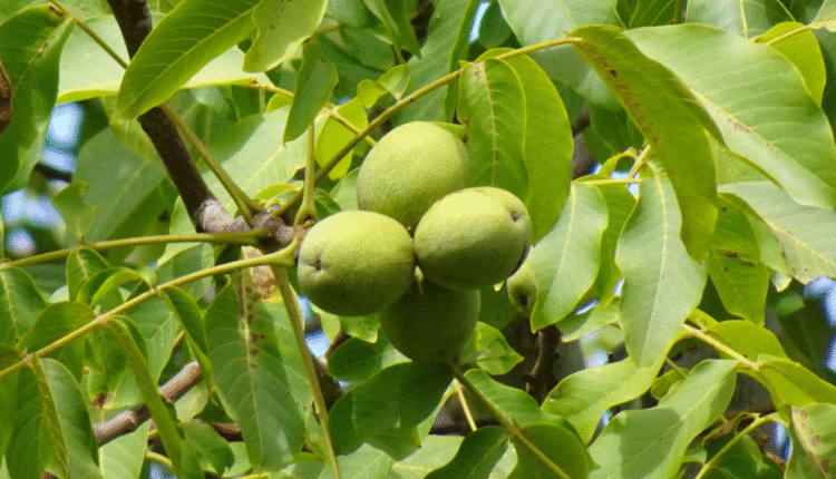 This Tree Can Make You Lakhs Yearly; Here’s How to Grow Walnut
