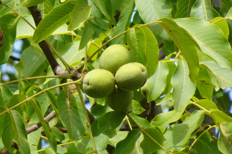 This Tree Can Make You Lakhs Yearly; Here’s How to Grow Walnut