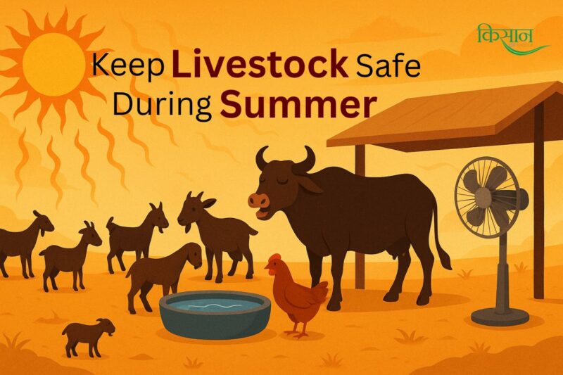 Heat Stress in Livestock: Symptoms, Prevention, and First Aid